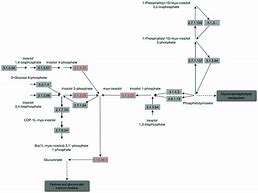 Image result for Inositol Metabolism Pathway