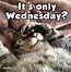 Image result for Happy Wednesday Adult Meme