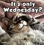 Image result for Busy Wednesday Meme