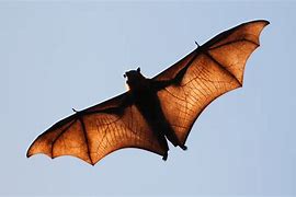 Image result for Bat Wings Drawing Easy