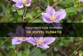 Image result for Clematis Dr Ruppel Pruning