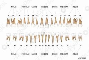 Image result for Human Teeth Chart