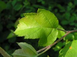 Image result for Crab Apple Tree Leaf