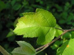 Image result for Crabapple Leaves