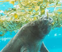 Image result for Manatee Poop