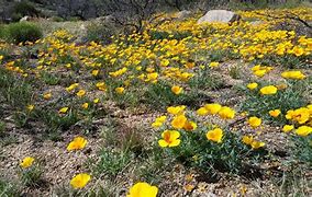 Image result for Arizona Wildflowers