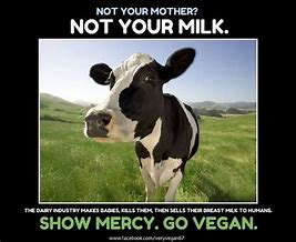 Image result for Vegan Cow Meme