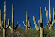 Image result for Desert Cactus Plants Arizona