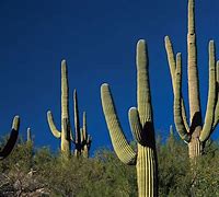 Image result for Types of Cactus Trees