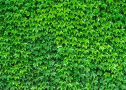 Image result for Ivy Vines and Leaves Ai