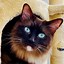 Image result for Mink Ragdoll Cat