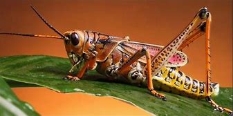 Image result for Agressive Cricket Insect Cartoon