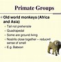 Image result for Comparing Sacrums of Humans and Apes