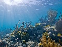 Image result for Underwater Plane Wreck