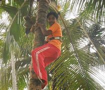 Image result for Coconut Tree Climber