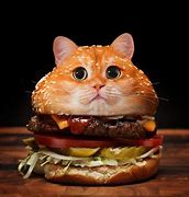 Image result for Cat Eating Burger Meme