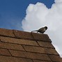 Image result for Saddle or Cricket On Roof