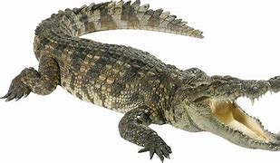 Image result for Alligator Clips No Background