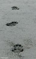 Image result for Gray Wolf Footprint