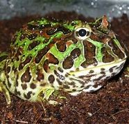 Image result for Pet Frog Types