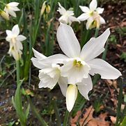 Image result for Narcissus Thalia