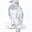 Image result for Harpy Eagle Drawing Side View
