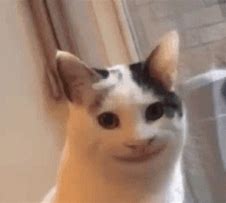 Image result for White Cat Smiling Meme with Blush