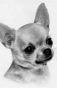 Image result for World's Cutest Chihuahua