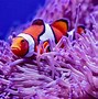 Image result for Finding Nemo Fish List