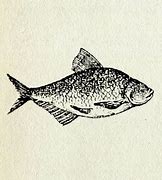 Image result for Girl Fishing Clip Art