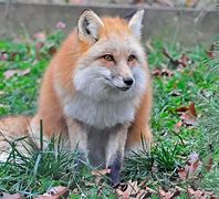 Image result for Vimeo 20th Centry Fox