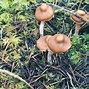 Image result for Dried Magic Mushroom Identification