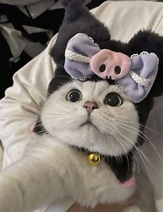 ʚ kimi ɞ on Twitter: "cat with kuromi hat https://t.co/mORQKjhGIE" / Twitter