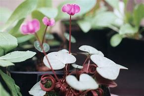 Image result for Cyclamen coum Silverleaf
