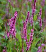 Image result for Persicaria amplexicaulis Rowden Gem