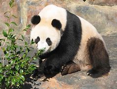 Image result for Adelaide Zoo Giant Panda