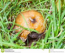 Image result for Rotten Apple with Flies