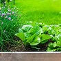 Image result for How to Grow Chives