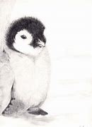 Image result for Cute Penguin Drawings Realistic