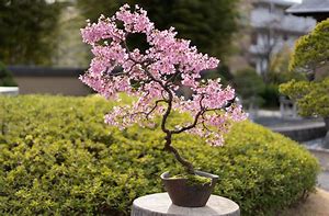 Image result for Bonsai Cherry Tree