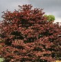 Image result for Acer palmatum Fireglow