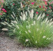 Image result for Pennisetum alop. Little Bunny