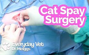 Image result for Cat Spay Surgery