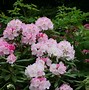 Image result for Rhododendron (G) Pink Pearl
