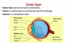Image result for Outer Layer of Eye