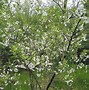 Image result for Prunus cerasus Grosse Royal