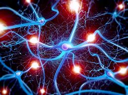 Image result for Brain Neurons Images in an Alive Human