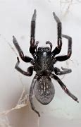 Image result for New Spider Species