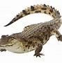 Image result for African Nile Crocodile