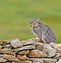 Image result for Pallas Cat in Rocks